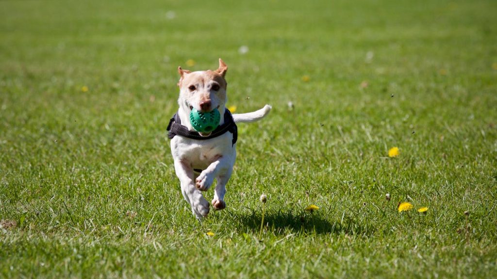 hunde i Odense
